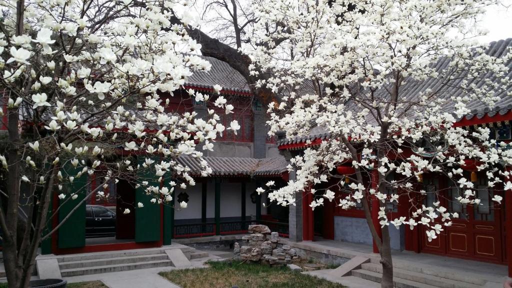 Scholar Tree Courtyard Hotel Pechino Esterno foto